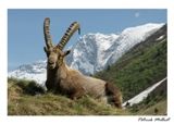 Postkort Ibex Capra i Vanoise