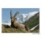 Postkort Ibex Capra i Vanoise