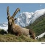 Postkort Ibex Capra i Vanoise